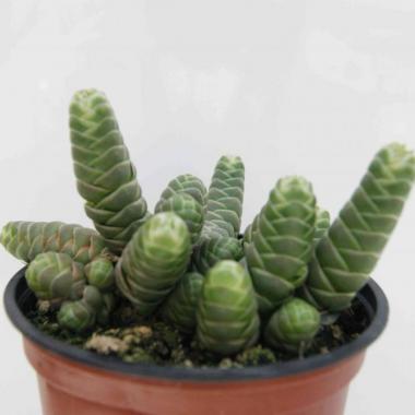 Crassula barklyi